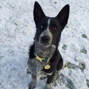 Meet your Posher, Sydney